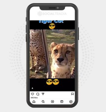 buy Instagram account CatRule (50 k Followers)
