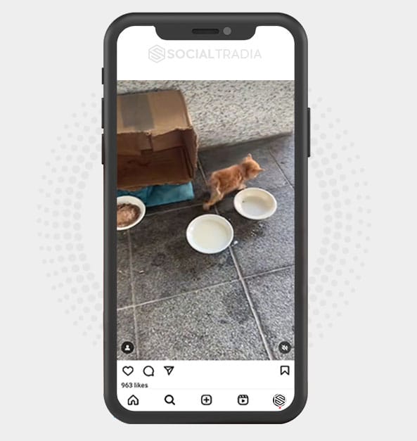 buy Instagram account CatRule (50 k Followers)
