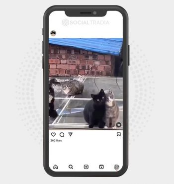 buy Instagram account Cats Enough (20.1 k Followers)