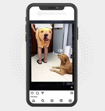 buy Instagram account Corgi Pets (33.8 k Followers)