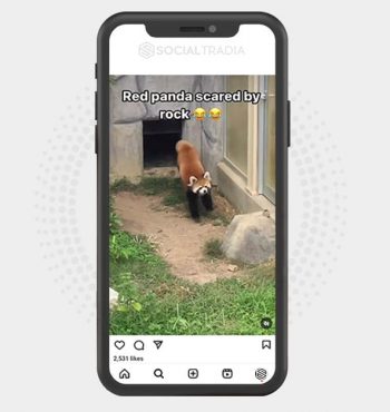buy Instagram account Cute Redpanda (170 k Followers)