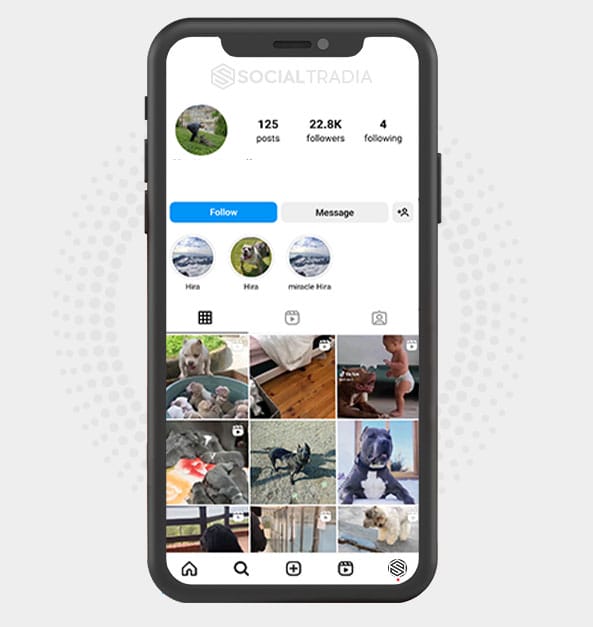 buy Instagram account Dogs Post (22.8 k Followers)