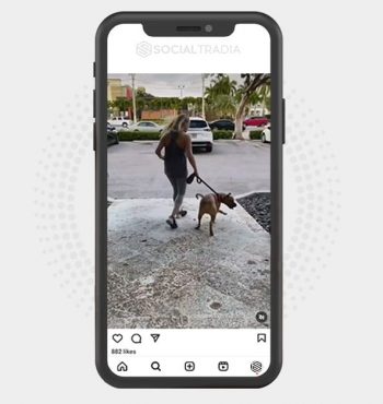 buy Instagram account Dogs Post (22.8 k Followers)