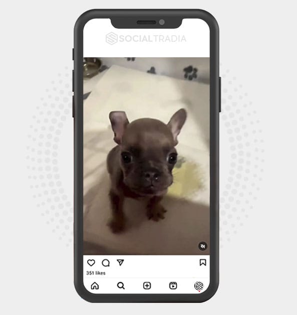 buy Instagram account Dogs Post (22.8 k Followers)