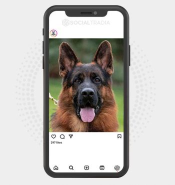 buy Instagram account DogsEver (24.7 k Followers)