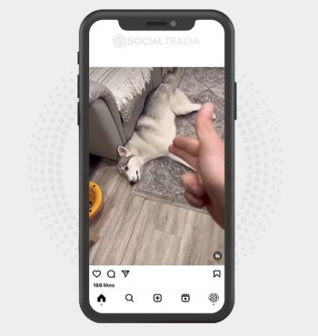 buy Instagram account HuskyHome (42.3 k Followers)