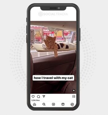 buy Instagram account KittenDance (11.6 k Followers)