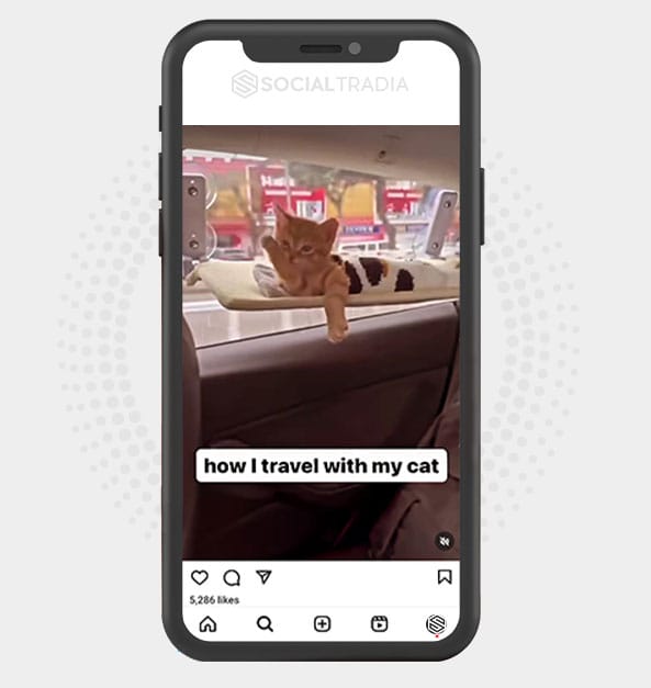 buy Instagram account KittenDance (11.6 k Followers)