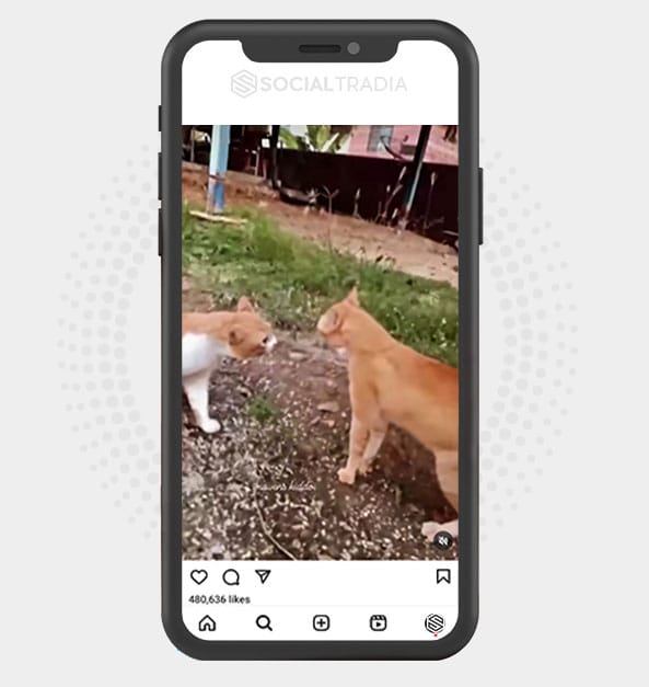 buy Instagram account KittenDance (11.6 k Followers)