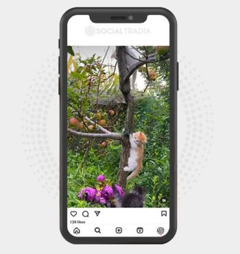 buy Instagram account KittenPro (5.9 k Followers)