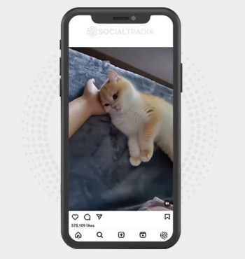 buy Instagram account KittyPurr (30.3 k Followers)