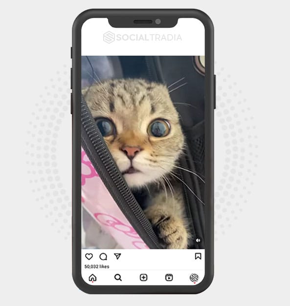 buy Instagram account KittyPurr (30.3 k Followers)