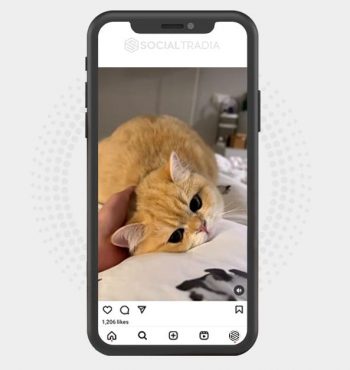 buy Instagram account MeowPal (58 k Followers)