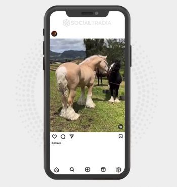 buy Instagram account Nice Horse (6 k Followers)