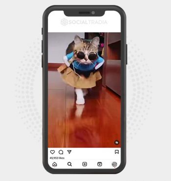 buy Instagram account Pet Pie (8.9 k Followers)
