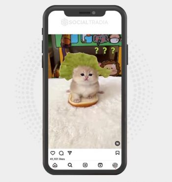 buy Instagram account Pets Paw (23.4 k Followers)