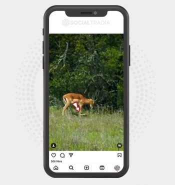 buy Instagram account Wildlife Here (95 k Followers)