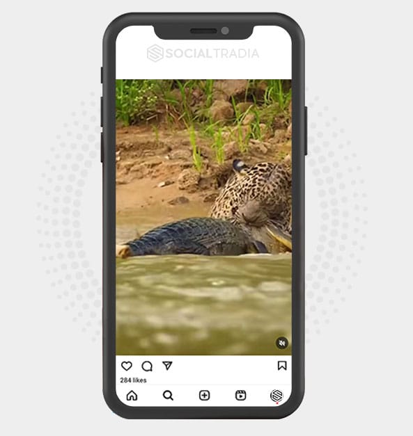 buy Instagram account Wildlife Here (95 k Followers) buy Instagram account Wildlife Here (95 k Followers)