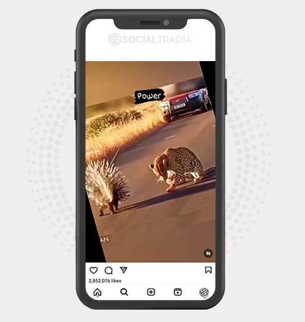 buy Instagram account WildYard (57.7 k Followers)