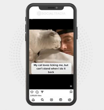 buy Instagram account Cat Pannel (42.5 k Followers)