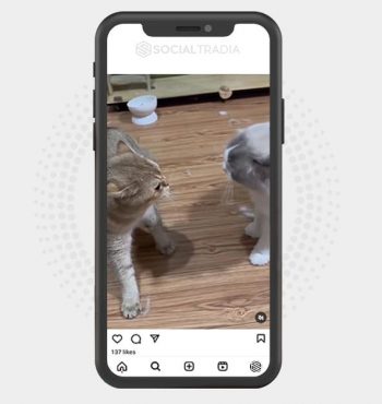 buy Instagram account CatBus (49.7 k Followers)