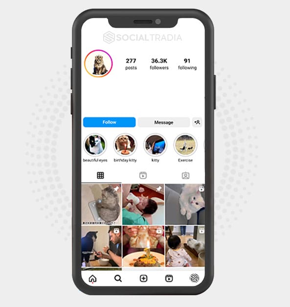 buy Instagram account CattWorld (36.3 k Followers)