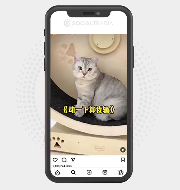 buy Instagram account CattWorld (36.3 k Followers)