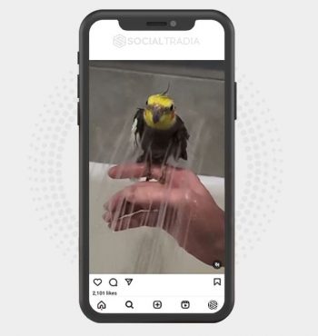 buy Instagram account cockatiel_only_ (2.2 k Followers)