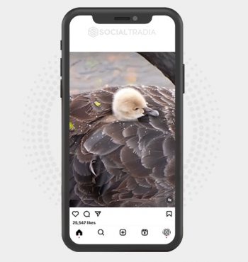 buy Instagram account Duck Page (4.5 k Followers)