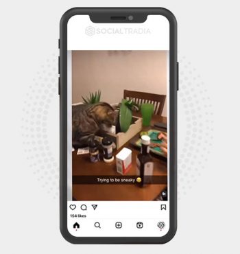 buy Instagram account Enjoy Pet (13.6 k Followers)