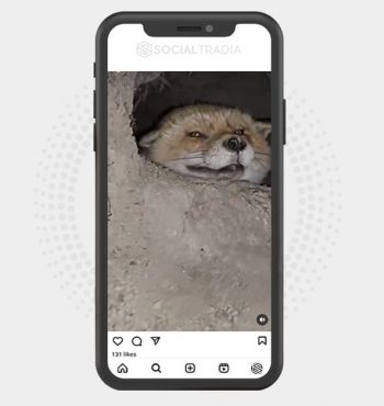 buy Instagram account Fox Bauty (5 k Followers)