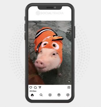 buy Instagram account Lovely Pigs (2.5 k Followers)