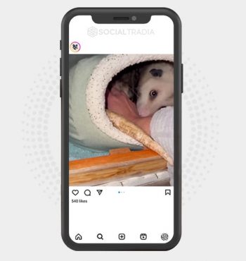 buy Instagram account OpossumYard (31.2 k Followers)