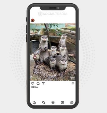 buy Instagram account Otter Lovers (4.5 k Followers)