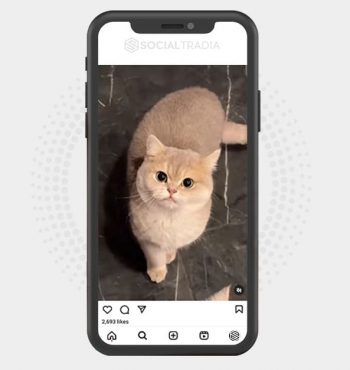 buy Instagram account PetGather (24.5 k Followers)