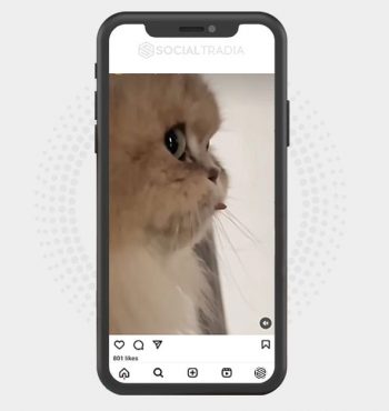 buy Instagram account PetValue (87 k Followers)