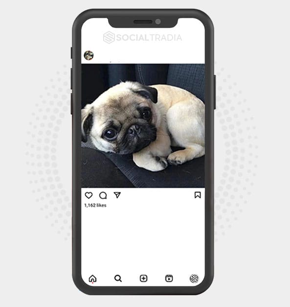 buy Instagram account Pug Doggy (18.8 k Followers)
