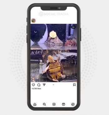 buy Instagram account TurtleLoving (4.9 k Followers)