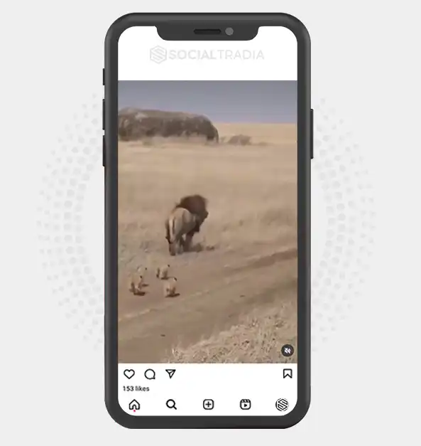 buy Instagram account animal_lovergram (24.5 k Followers)