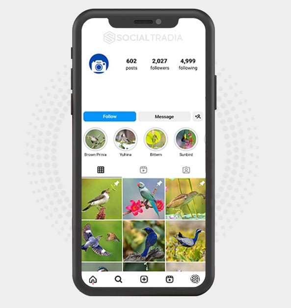 buy Instagram account Bird Pix (2 k Followers)