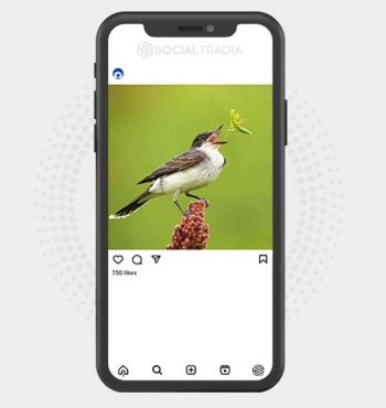 buy Instagram account Bird Pix (2 k Followers)