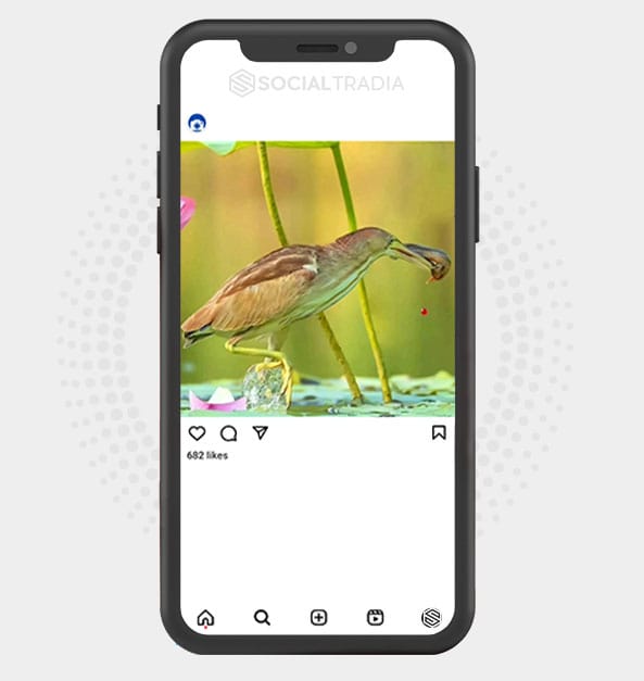 buy Instagram account Bird Pix (2 k Followers)