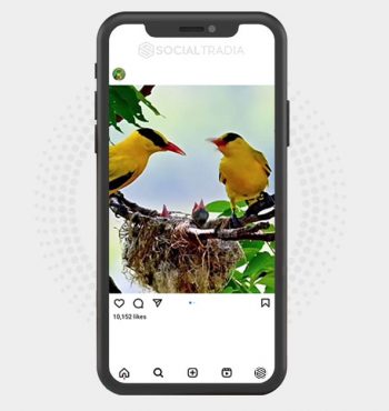 buy Instagram account Bird Sing (4.3 k Followers)