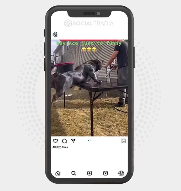 buy Instagram account Bulldog Prior (215 k Followers)