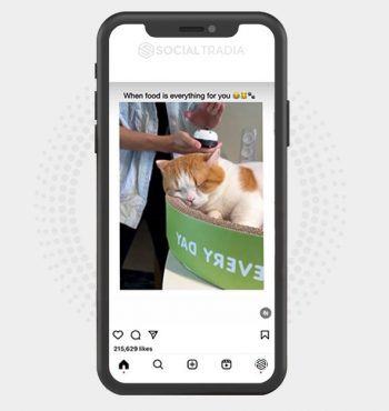 buy Instagram account Cat Rest (81.5 k Followers)