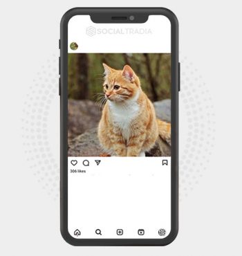 buy Instagram account CatRelation (15.2 k Followers)