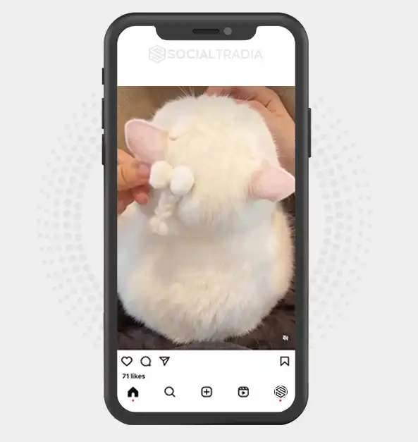 buy Instagram account Kitten Tile (27.4 k Followers)