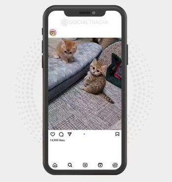 buy Instagram account KittenFur (22 k Followers)