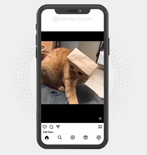 buy Instagram account Pet Plann (84 k Followers)