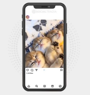 buy Instagram account Pet Shadow (36.3 k Followers)